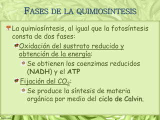 FASES DE LA QUIMIOSÍNTESIS
La quimiosíntesis, al igual que la fotosíntesis
consta de dos fases:
Oxidación del sustrato reducido y
obtención de la energía:
Se obtienen los coenzimas reducidos
(NADH) y el ATP
Fijación del CO2:
Se produce la síntesis de materia
orgánica por medio del ciclo de Calvin.
 