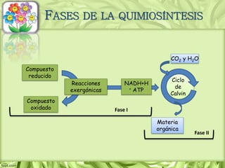 FASES DE LA QUIMIOSÍNTESIS
Compuesto
reducido
Compuesto
oxidado
Reacciones
exergónicas
NADH+H
+ ATP
CO2 y H2O
Materia
orgánica
Ciclo
de
Calvin
Fase I
Fase II
 