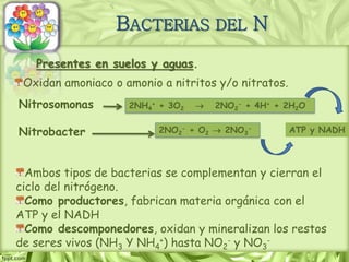 Presentes en suelos y aguas.
2NH4
+ + 3O2  2NO2
- + 4H+ + 2H2O
2NO2
- + O2  2NO3
-
Oxidan amoniaco o amonio a nitritos y/o nitratos.
Nitrosomonas
Nitrobacter
Ambos tipos de bacterias se complementan y cierran el
ciclo del nitrógeno.
Como productores, fabrican materia orgánica con el
ATP y el NADH
Como descomponedores, oxidan y mineralizan los restos
de seres vivos (NH3 Y NH4
+) hasta NO2
- y NO3
-
ATP y NADH
BACTERIAS DEL N
 