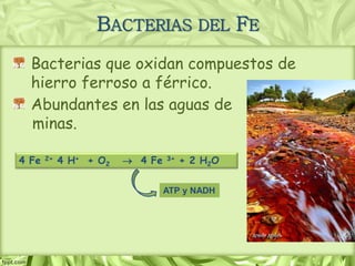 Bacterias que oxidan compuestos de
hierro ferroso a férrico.
Abundantes en las aguas de
minas.
BACTERIAS DEL FE
4 Fe 2+ 4 H+ + O2  4 Fe 3+ + 2 H2O
ATP y NADH
 