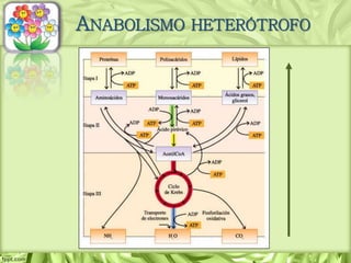 ANABOLISMO HETERÓTROFO
 