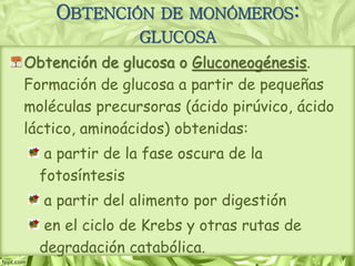 OBTENCIÓN DE MONÓMEROS:
GLUCOSA
Obtención de glucosa o Gluconeogénesis.
Formación de glucosa a partir de pequeñas
moléculas precursoras (ácido pirúvico, ácido
láctico, aminoácidos) obtenidas:
a partir de la fase oscura de la
fotosíntesis
a partir del alimento por digestión
en el ciclo de Krebs y otras rutas de
degradación catabólica.
 