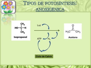 TIPOS DE FOTOSÍNTESIS:
ANOXIGÉNICA
Acetona
Luz
H2ATP
Ciclo de Calvin
 
