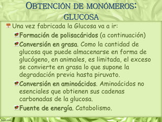 Una vez fabricada la Glucosa va a ir:
Formación de polisacáridos (a continuación)
Conversión en grasa. Como la cantidad de
glucosa que puede almacenarse en forma de
glucógeno, en animales, es limitada, el exceso
se convierte en grasa lo que supone la
degradación previa hasta piruvato.
Conversión en aminoácidos. Aminoácidos no
esenciales que obtienen sus cadenas
carbonadas de la glucosa.
Fuente de energía. Catabolismo.
OBTENCIÓN DE MONÓMEROS:
GLUCOSA
 