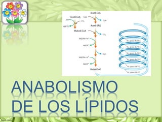 ANABOLISMO
DE LOS LÍPIDOS
 