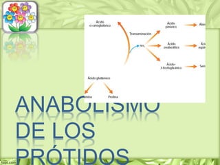ANABOLISMO
DE LOS
PRÓTIDOS
 
