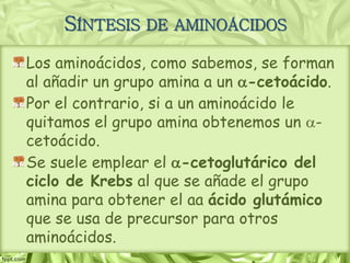 SÍNTESIS DE AMINOÁCIDOS
Los aminoácidos, como sabemos, se forman
al añadir un grupo amina a un a-cetoácido.
Por el contrario, si a un aminoácido le
quitamos el grupo amina obtenemos un a-
cetoácido.
Se suele emplear el a-cetoglutárico del
ciclo de Krebs al que se añade el grupo
amina para obtener el aa ácido glutámico
que se usa de precursor para otros
aminoácidos.
 