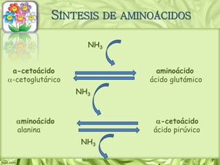 SÍNTESIS DE AMINOÁCIDOS
a-cetoácido aminoácido
NH3
aminoácido a-cetoácido
a-cetoglutárico ácido glutámico
alanina ácido pirúvico
NH3
NH3
 