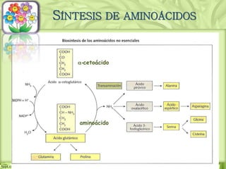 a-cetoácido
aminoácido
SÍNTESIS DE AMINOÁCIDOS
 