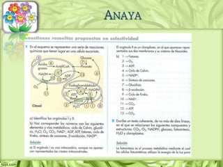 ANAYA
 