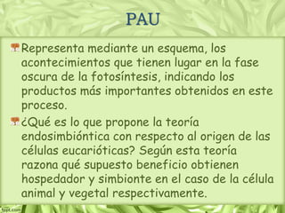 PAU
Representa mediante un esquema, los
acontecimientos que tienen lugar en la fase
oscura de la fotosíntesis, indicando los
productos más importantes obtenidos en este
proceso.
¿Qué es lo que propone la teoría
endosimbióntica con respecto al origen de las
células eucarióticas? Según esta teoría
razona qué supuesto beneficio obtienen
hospedador y simbionte en el caso de la célula
animal y vegetal respectivamente.
 