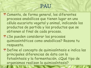 Comenta, de forma general, los diferentes
procesos anabólicos que tienen lugar en una
célula eucariota vegetal y animal, indicando los
productos de partida y los productos que se
obtienen al final de cada proceso.
¿Se pueden considerar los procesos
quimiosintéticos como anabólicos? Razona tu
respuesta.
Define el concepto de quimiosíntesis e indica las
principales diferencias de ésta con la
fotosíntesis y la fermentación. ¿Qué tipo de
organismos realizan la quimiosíntesis?
PAU
 