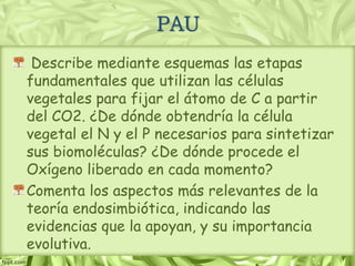 PAU
Describe mediante esquemas las etapas
fundamentales que utilizan las células
vegetales para fijar el átomo de C a partir
del CO2. ¿De dónde obtendría la célula
vegetal el N y el P necesarios para sintetizar
sus biomoléculas? ¿De dónde procede el
Oxígeno liberado en cada momento?
Comenta los aspectos más relevantes de la
teoría endosimbiótica, indicando las
evidencias que la apoyan, y su importancia
evolutiva.
 