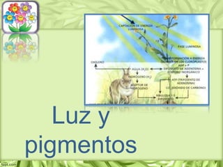 Luz y
pigmentos
 