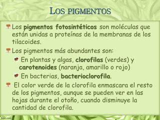 LOS PIGMENTOS
Los pigmentos fotosintéticos son moléculas que
están unidas a proteínas de la membranas de los
tilacoides.
Los pigmentos más abundantes son:
En plantas y algas, clorofilas (verdes) y
carotenoides (naranja, amarillo o rojo)
En bacterias, bacterioclorofila.
El color verde de la clorofila enmascara el resto
de los pigmentos, aunque se pueden ver en las
hojas durante el otoño, cuando disminuye la
cantidad de clorofila.
 