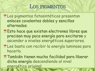 Los pigmentos fotosintéticos presentan
enlaces covalentes dobles y sencillos
alternados.
Esto hace que existan electrones libres que
precisan muy poca energía para excitarse y
ascender a niveles energéticos superiores.
Les basta con recibir la energía luminosa para
hacerlo.
También tienen mucha facilidad para liberar
dicha energía descendiendo al nivel
energético original.
LOS PIGMENTOS
 