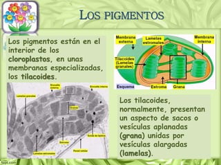 Los tilacoides,
normalmente, presentan
un aspecto de sacos o
vesículas aplanadas
(grana) unidas por
vesículas alargadas
(lamelas).
LOS PIGMENTOS
Los pigmentos están en el
interior de los
cloroplastos, en unas
membranas especializadas,
los tilacoides.
 