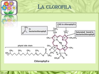 LA CLOROFILA
 