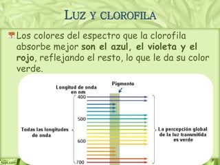 Los colores del espectro que la clorofila
absorbe mejor son el azul, el violeta y el
rojo, reflejando el resto, lo que le da su color
verde.
LUZ Y CLOROFILA
 