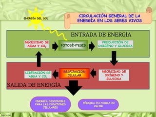 ENERGÍA DISPONIBLE
PARA LAS FUNCIONES
CELULARES
ENERGÍA DEL SOL
FOTOSÍNTESIS
PRODUCCIÓN DE
OXIGENO Y GLUCOSA
NECESIDAD DE
AGUA Y CO2
LIBERACIÓN DE
AGUA Y CO2
RESPIRACIÓN
CELULAR
NECESIDAD DE
OXÍGENO Y
GLUCOSA
CIRCULACIÓN GENERAL DE LA
ENERGÍA EN LOS SERES VIVOS
ENTRADA DE ENERGÍA
SALIDA DE ENERGÍA
PÉRDIDA EN FORMA DE
CALOR
 