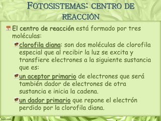 FOTOSISTEMAS: CENTRO DE
REACCIÓN
El centro de reacción está formado por tres
moléculas:
clorofila diana: son dos moléculas de clorofila
especial que al recibir la luz se excita y
transfiere electrones a la siguiente sustancia
que es:
un aceptor primario de electrones que será
también dador de electrones de otra
sustancia e inicia la cadena.
un dador primario que repone el electrón
perdido por la clorofila diana.
 