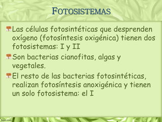 FOTOSISTEMAS
Las células fotosintéticas que desprenden
oxígeno (fotosíntesis oxigénica) tienen dos
fotosistemas: I y II
Son bacterias cianofitas, algas y
vegetales.
El resto de las bacterias fotosintéticas,
realizan fotosíntesis anoxigénica y tienen
un solo fotosistema: el I
 