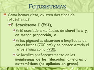 Como hemos visto, existen dos tipos de
fotosistemas:
El fotosistema I (FSI),
Está asociado a moléculas de clorofila a y,
en menor proporción, b.
Estos pigmentos absorben a longitudes de
ondas largas (700 nm) y se conoce a todo el
fotosistema como P700.
Se localiza preferentemente en las
membranas de los tilacoides lamelares o
estromáticos (no apilados en grana).
FOTOSISTEMAS
 