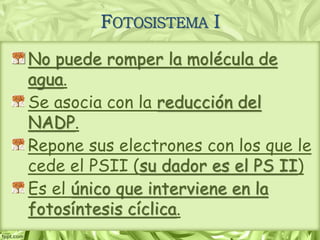 FOTOSISTEMA I
No puede romper la molécula de
agua.
Se asocia con la reducción del
NADP.
Repone sus electrones con los que le
cede el PSII (su dador es el PS II)
Es el único que interviene en la
fotosíntesis cíclica.
 