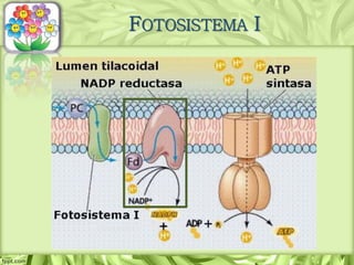 FOTOSISTEMA I
 