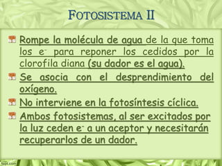 FOTOSISTEMA II
Rompe la molécula de agua de la que toma
los e- para reponer los cedidos por la
clorofila diana (su dador es el agua).
Se asocia con el desprendimiento del
oxígeno.
No interviene en la fotosíntesis cíclica.
Ambos fotosistemas, al ser excitados por
la luz ceden e- a un aceptor y necesitarán
recuperarlos de un dador.
 