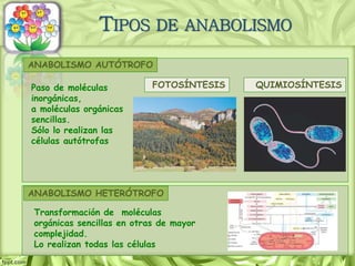 ANABOLISMO AUTÓTROFO
ANABOLISMO HETERÓTROFO
FOTOSÍNTESIS QUIMIOSÍNTESIS
Transformación de moléculas
orgánicas sencillas en otras de mayor
complejidad.
Lo realizan todas las células
Paso de moléculas
inorgánicas,
a moléculas orgánicas
sencillas.
Sólo lo realizan las
células autótrofas
TIPOS DE ANABOLISMO
 