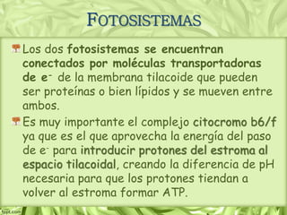 Los dos fotosistemas se encuentran
conectados por moléculas transportadoras
de e- de la membrana tilacoide que pueden
ser proteínas o bien lípidos y se mueven entre
ambos.
Es muy importante el complejo citocromo b6/f
ya que es el que aprovecha la energía del paso
de e- para introducir protones del estroma al
espacio tilacoidal, creando la diferencia de pH
necesaria para que los protones tiendan a
volver al estroma formar ATP.
FOTOSISTEMAS
 
