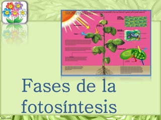 Fases de la
fotosíntesis
 