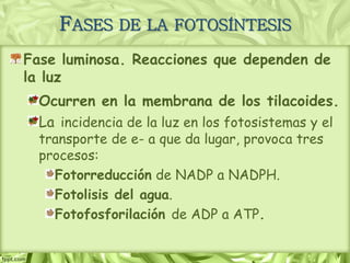 Fase luminosa. Reacciones que dependen de
la luz
Ocurren en la membrana de los tilacoides.
La incidencia de la luz en los fotosistemas y el
transporte de e- a que da lugar, provoca tres
procesos:
Fotorreducción de NADP a NADPH.
Fotolisis del agua.
Fotofosforilación de ADP a ATP.
FASES DE LA FOTOSÍNTESIS
 