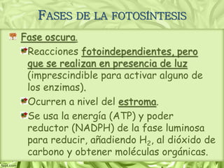 FASES DE LA FOTOSÍNTESIS
Fase oscura.
Reacciones fotoindependientes, pero
que se realizan en presencia de luz
(imprescindible para activar alguno de
los enzimas).
Ocurren a nivel del estroma.
Se usa la energía (ATP) y poder
reductor (NADPH) de la fase luminosa
para reducir, añadiendo H2, al dióxido de
carbono y obtener moléculas orgánicas.
 