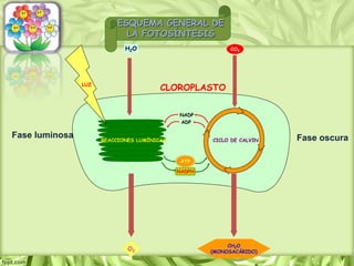 H2O CO2
CH2O
(MONOSACÁRIDO)
O2
ATP
NADPH
NADP
ADP
REACCIONES LUMÍNICAS CICLO DE CALVIN
ESQUEMA GENERAL DE
LA FOTOSÍNTESIS
LUZ
CLOROPLASTO
Fase luminosa Fase oscura
 