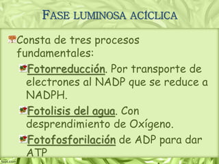 Consta de tres procesos
fundamentales:
Fotorreducción. Por transporte de
electrones al NADP que se reduce a
NADPH.
Fotolisis del agua. Con
desprendimiento de Oxígeno.
Fotofosforilación de ADP para dar
ATP
FASE LUMINOSA ACÍCLICA
 