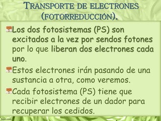 Los dos fotosistemas (PS) son
excitados a la vez por sendos fotones
por lo que liberan dos electrones cada
uno.
Estos electrones irán pasando de una
sustancia a otra, como veremos.
Cada fotosistema (PS) tiene que
recibir electrones de un dador para
recuperar los cedidos.
TRANSPORTE DE ELECTRONES
(FOTORREDUCCIÓN).
 