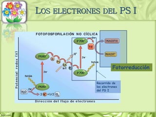 LOS ELECTRONES DEL PS I
Recorrido de
los electrones
del PS I
Fotorreducción
 