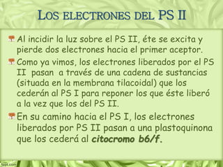 LOS ELECTRONES DEL PS II
Al incidir la luz sobre el PS II, éte se excita y
pierde dos electrones hacia el primer aceptor.
Como ya vimos, los electrones liberados por el PS
II pasan a través de una cadena de sustancias
(situada en la membrana tilacoidal) que los
cederán al PS I para reponer los que éste liberó
a la vez que los del PS II.
En su camino hacia el PS I, los electrones
liberados por PS II pasan a una plastoquinona
que los cederá al citocromo b6/f.
 