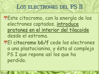 LOS ELECTRONES DEL PS II
Este citocromo, con la energía de los
electrones captados, introduce
protones en el interior del tilacoide
desde el estroma.
El citocromo b6/f cede los electrones
a una plastocianina, y ésta al complejo
PS I que repone así los que ha
perdido.
 