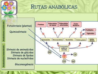 Fotosíntesis (plantas)
Quimiosíntesis
Síntesis de aminoácidos
Síntesis de glúcidos
Síntesis de lípidos
Síntesis de nucleótidos
Gluconeogénesis
AnabolismoautótrofoAnabolismoheterótrofo
RUTAS ANABÓLICAS
 
