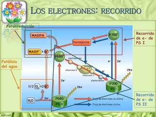 LOS ELECTRONES: RECORRIDO
Recorrido
de e- de
PS II
Recorrido
de e- de
PS I
Fotólisis
del agua
Fotorreducción
 