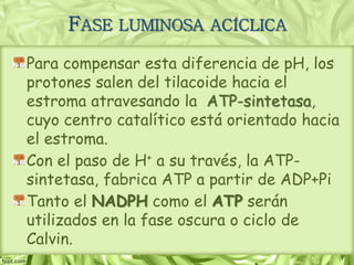 FASE LUMINOSA ACÍCLICA
Para compensar esta diferencia de pH, los
protones salen del tilacoide hacia el
estroma atravesando la ATP-sintetasa,
cuyo centro catalítico está orientado hacia
el estroma.
Con el paso de H+ a su través, la ATP-
sintetasa, fabrica ATP a partir de ADP+Pi
Tanto el NADPH como el ATP serán
utilizados en la fase oscura o ciclo de
Calvin.
 