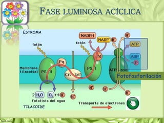 ESTROMA
TILACOIDE
FASE LUMINOSA ACÍCLICA
Fotofosforilación
 