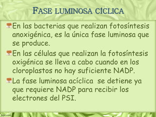 En las bacterias que realizan fotosíntesis
anoxigénica, es la única fase luminosa que
se produce.
En las células que realizan la fotosíntesis
oxigénica se lleva a cabo cuando en los
cloroplastos no hay suficiente NADP.
La fase luminosa acíclica se detiene ya
que requiere NADP para recibir los
electrones del PSI.
FASE LUMINOSA CÍCLICA
 