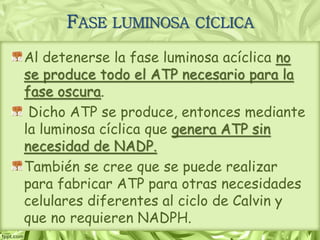 Al detenerse la fase luminosa acíclica no
se produce todo el ATP necesario para la
fase oscura.
Dicho ATP se produce, entonces mediante
la luminosa cíclica que genera ATP sin
necesidad de NADP.
También se cree que se puede realizar
para fabricar ATP para otras necesidades
celulares diferentes al ciclo de Calvin y
que no requieren NADPH.
FASE LUMINOSA CÍCLICA
 
