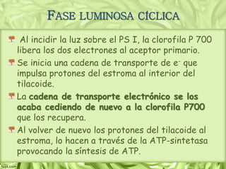 Al incidir la luz sobre el PS I, la clorofila P 700
libera los dos electrones al aceptor primario.
Se inicia una cadena de transporte de e- que
impulsa protones del estroma al interior del
tilacoide.
La cadena de transporte electrónico se los
acaba cediendo de nuevo a la clorofila P700
que los recupera.
Al volver de nuevo los protones del tilacoide al
estroma, lo hacen a través de la ATP-sintetasa
provocando la síntesis de ATP.
FASE LUMINOSA CÍCLICA
 