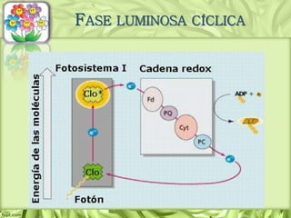 FASE LUMINOSA CÍCLICA
 