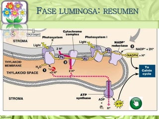 FASE LUMINOSA: RESUMEN
 